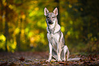 sitting Czechoslovakian Wolf dog