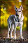 standing Czechoslovakian Wolf dog
