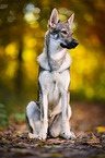 sitting Czechoslovakian Wolf dog