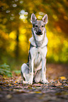 sitting Czechoslovakian Wolf dog
