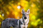 Czechoslovakian Wolf dog Portrait