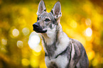 Czechoslovakian Wolf dog Portrait