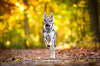 running Czechoslovakian Wolf dog