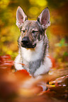 Czechoslovakian Wolf dog Portrait