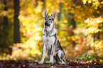 sitting Czechoslovakian Wolf dog