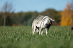 Czechoslovakian Wolf dog