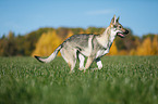 running Czechoslovakian Wolf dog