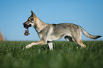 trotting Czechoslovakian Wolf dog