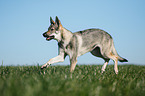 running Czechoslovakian Wolf dog