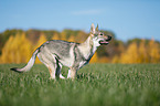 running Czechoslovakian Wolf dog