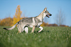 running Czechoslovakian Wolf dog