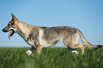 trotting Czechoslovakian Wolf dog