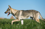 trotting Czechoslovakian Wolf dog