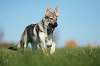 running Czechoslovakian Wolf dog