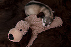 lying Czechoslovakian Wolfdog