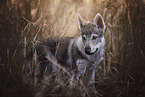 Czechoslovakian Wolfdog Puppy