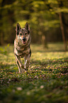 running Czechoslovakian Wolfdog
