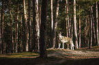 standing Czechoslovakian Wolfdog