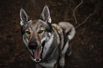 sitting Czechoslovakian Wolfdog