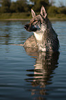 Czechoslovakian Wolfdog in the water