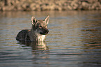 Czechoslovakian Wolfdog in the water