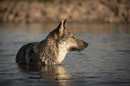 Czechoslovakian Wolfdog in the water