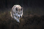 walking Czechoslovakian Wolfdog