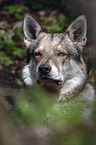 Czechoslovakian Wolfdog portrait