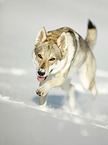 Czechoslovakian Wolfdog in the snow