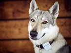 Czechoslovakian Wolfdog