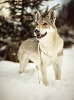 Czechoslovakian Wolfdog in the snow