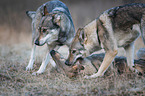 Czechoslovakian Wolfdogs