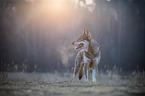 Czechoslovakian Wolfdog