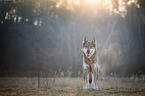 Czechoslovakian Wolfdog
