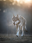 walking Czechoslovakian Wolfdog