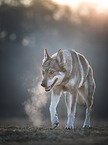 walking Czechoslovakian Wolfdog