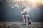 sitting Czechoslovakian Wolfdog