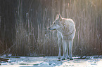 Czechoslovakian Wolfdog