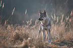 Czechoslovakian Wolfdog