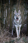 Czechoslovakian Wolfdog