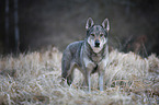 Czechoslovakian Wolfdog
