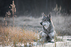 lying Czechoslovakian Wolfdog