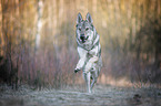 running Czechoslovakian Wolfdog