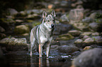bathing Czechoslovakian Wolfdog