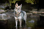 bathing Czechoslovakian Wolfdog