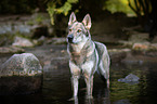 bathing Czechoslovakian Wolfdog