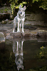 Czechoslovakian Wolfdog