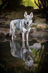 bathing Czechoslovakian Wolfdog
