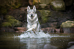 running Czechoslovakian Wolfdog