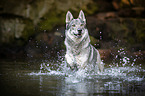 running Czechoslovakian Wolfdog